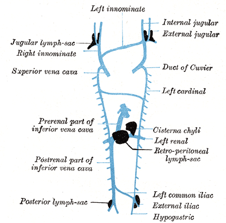 Fig. 592