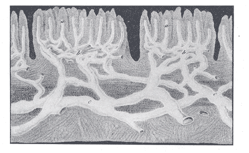 Fig. 596