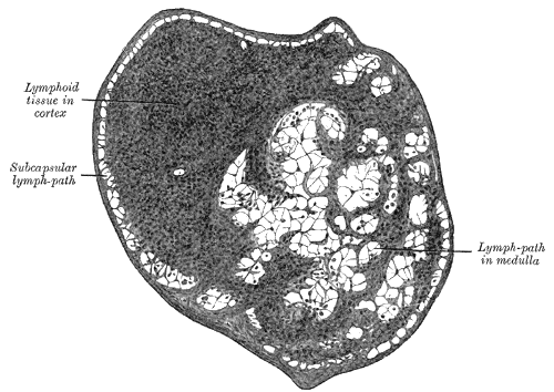 Fig. 597