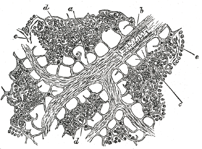 Fig. 598