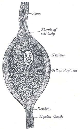 Fig. 625
