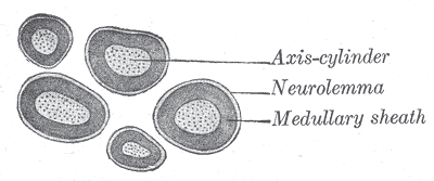 Fig. 632