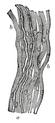 Fig. 635