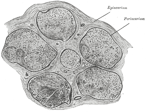 Fig. 636
