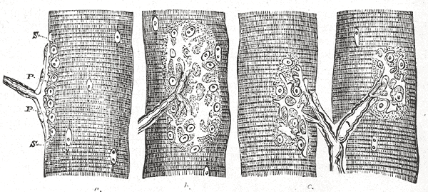 Fig. 637