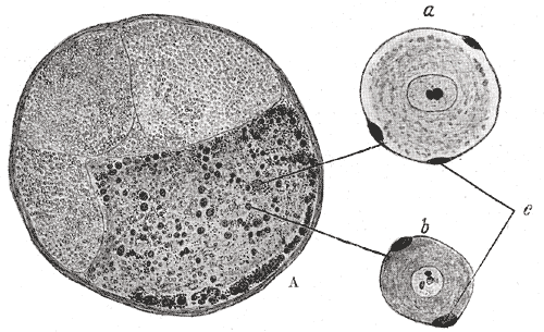 Fig. 638