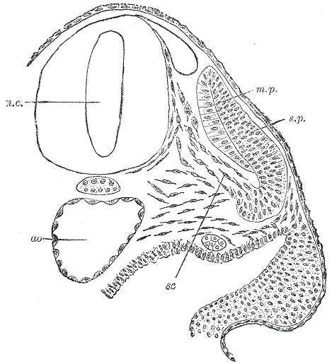 Fig. 64