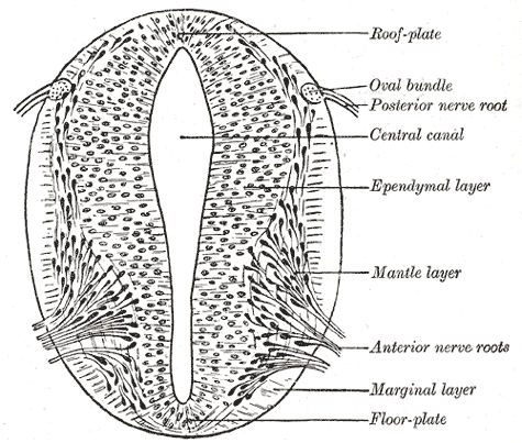 Fig. 640