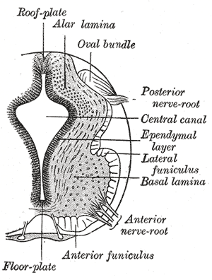 Fig. 642