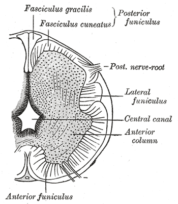 Fig. 643