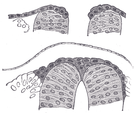 Fig. 644