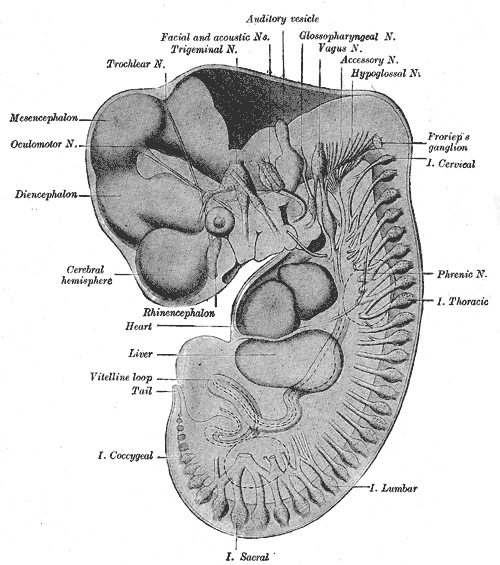 Fig. 645
