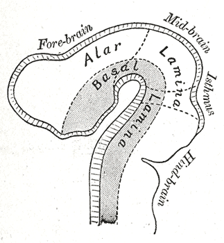 Fig. 646