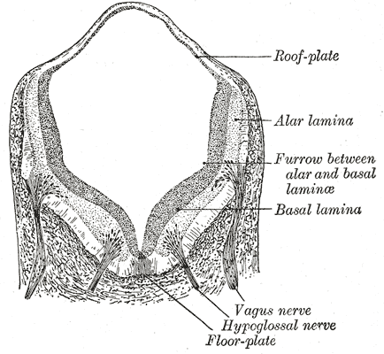 Fig. 647