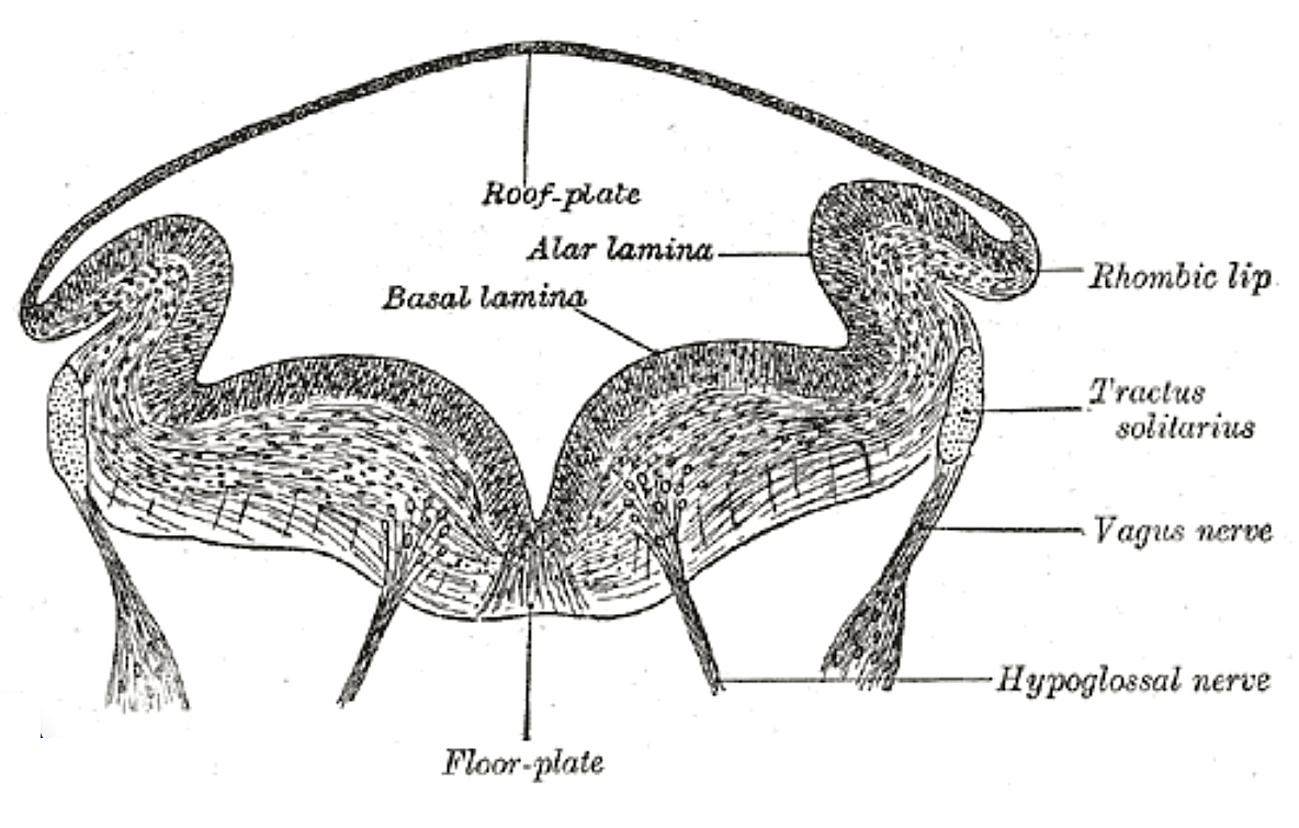 Fig. 648