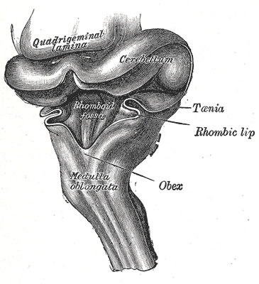 Fig. 649