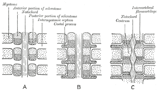Fig. 65