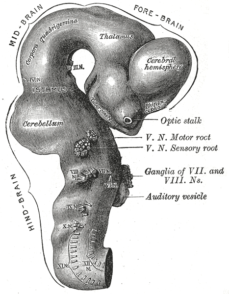 Fig. 650