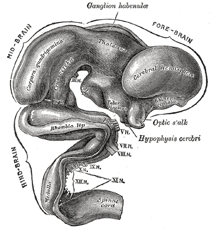 Fig. 652