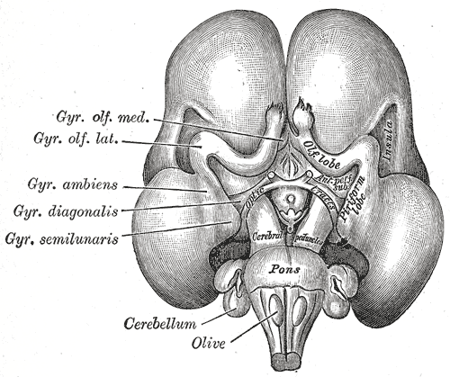 Fig. 655