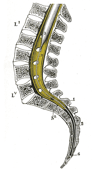 Fig. 661