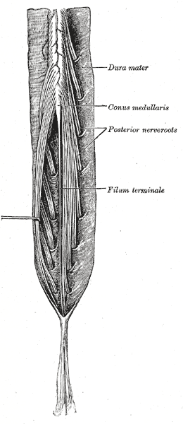 Fig. 662