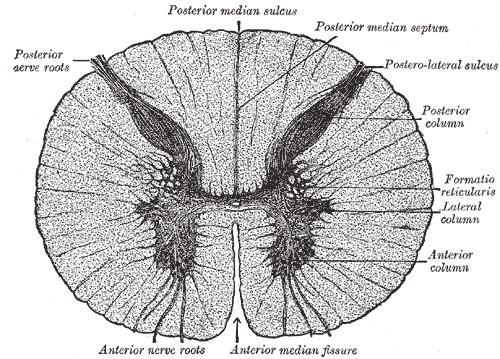 Fig. 664