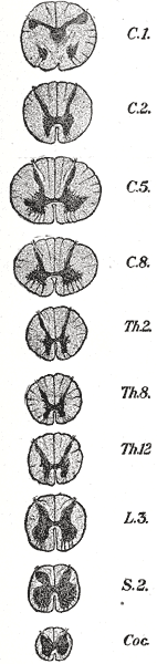 Fig. 666