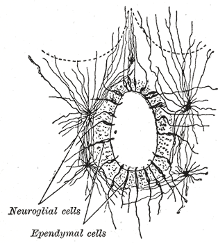 Fig. 667