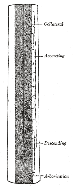 Fig. 668
