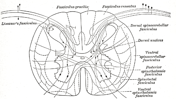Fig. 669