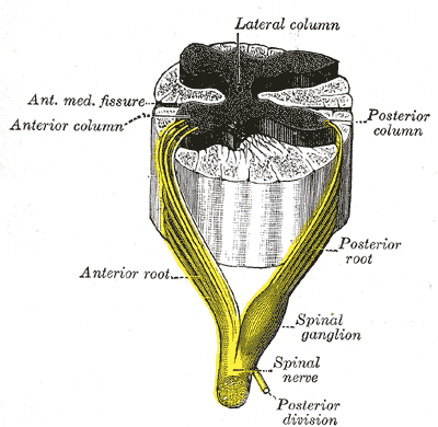 Fig. 675