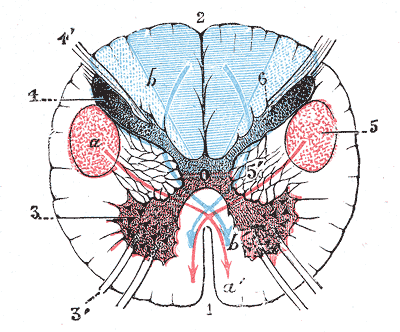 Fig. 687