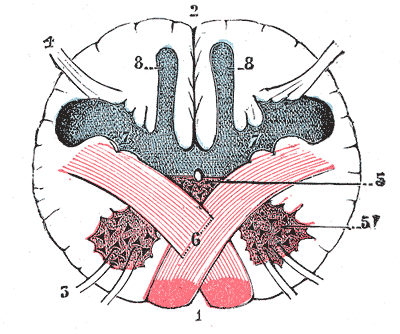 Fig. 688