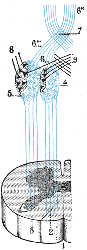 Fig. 692