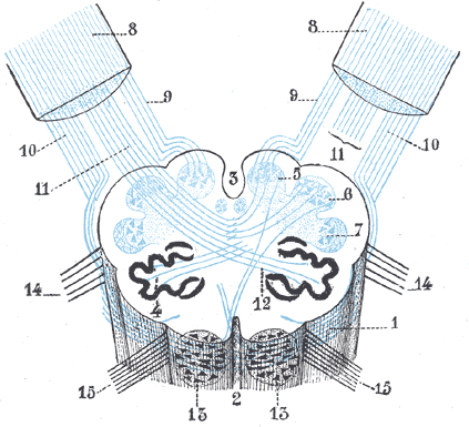Fig. 699