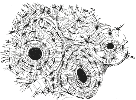 Fig. 73