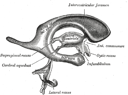 Fig. 736