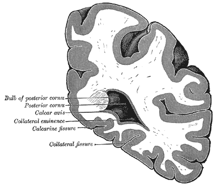 Fig. 738