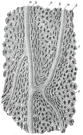 Fig. 74