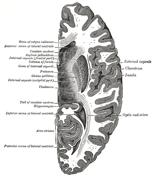 Fig. 742