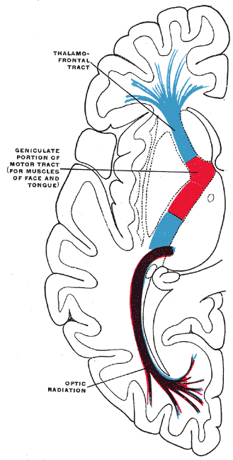 Fig. 746