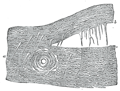 Fig. 75