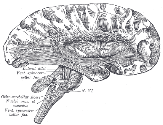 Fig. 753