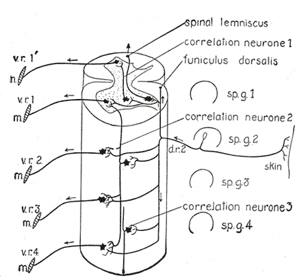 Fig. 758