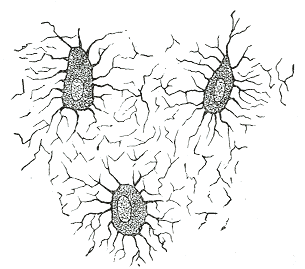 Fig. 76