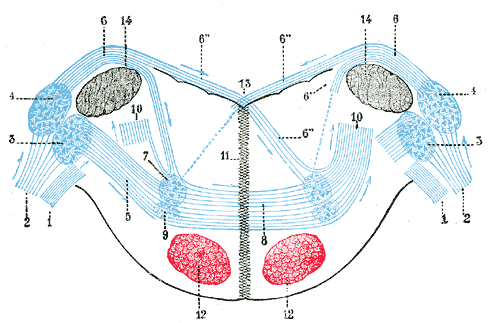 Fig. 760