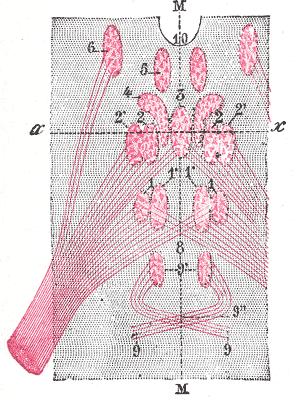 Fig. 762