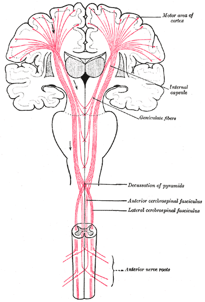 Fig. 764