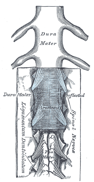 Fig. 767